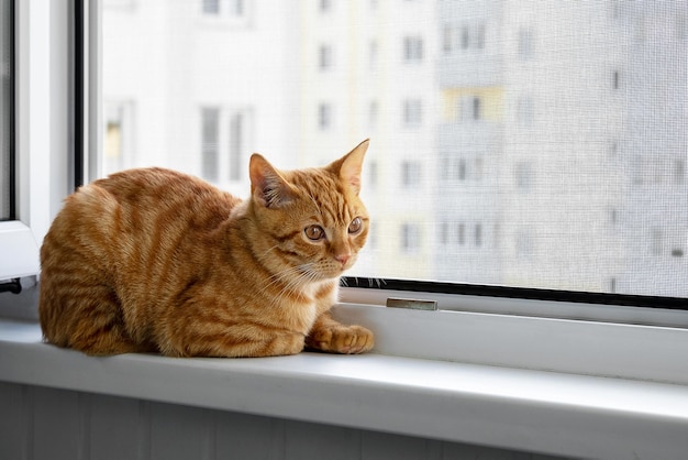 Beautiful cute home ginger young cat sits on windowsill