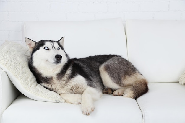 Beautiful cute husky lying on sofa in white room