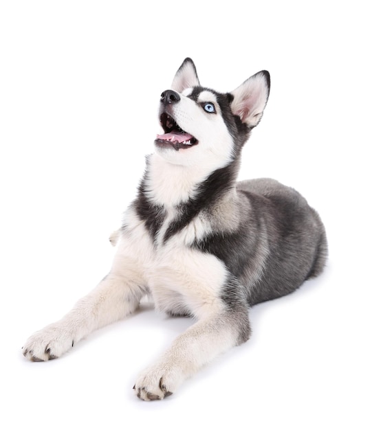 Beautiful cute husky puppy isolated on white