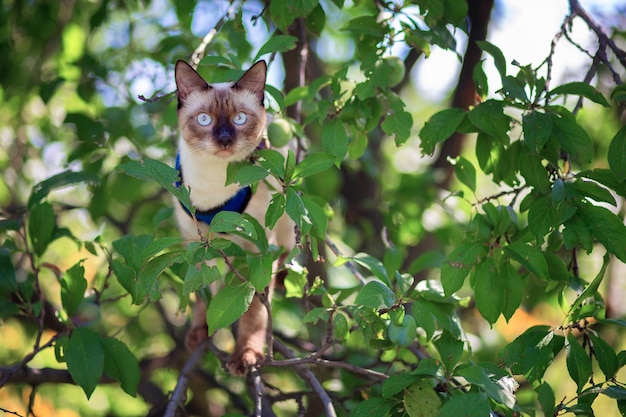 A beautiful cute kitten of the Siamese breed climbed a tree