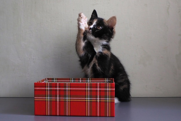 a beautiful and cute kitten threehaired in a box