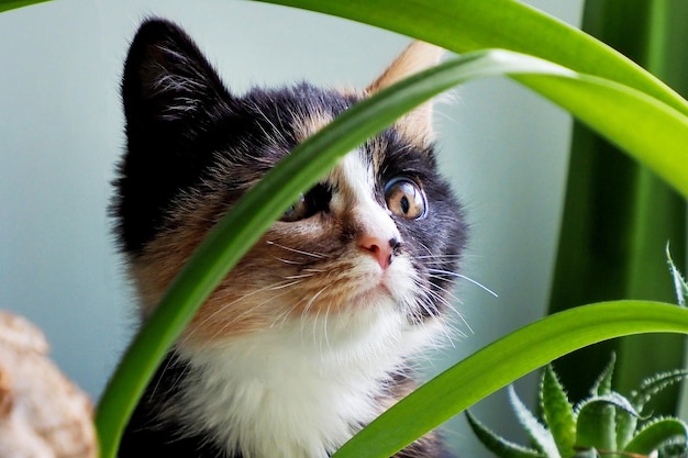 a beautiful and cute kitten threehaired in plants