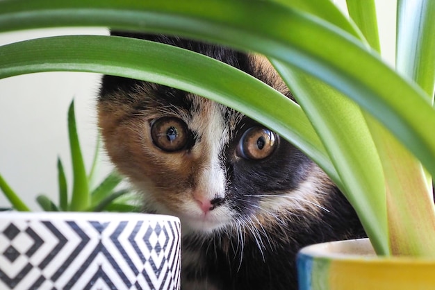 a beautiful and cute kitten threehaired in plants