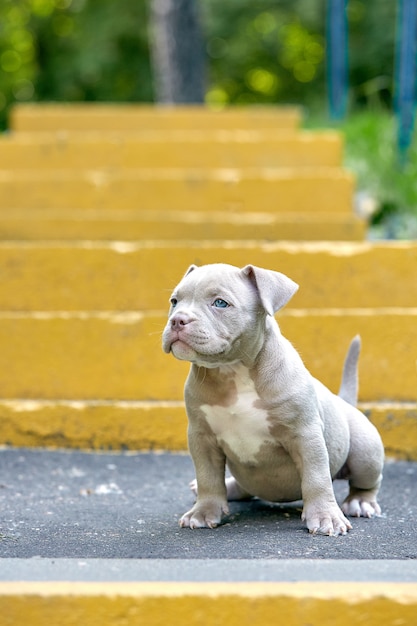 Beautiful and cute puppy American bulli on a concrete background, urban stairs. Concept first experience, first steps in life.