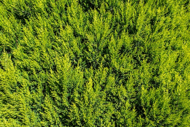 Beautiful cypress hedge with vibrant green leaves.