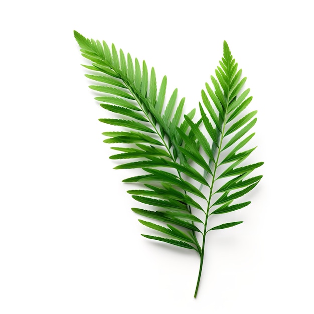 Beautiful Cypress Leaf isolated on white background