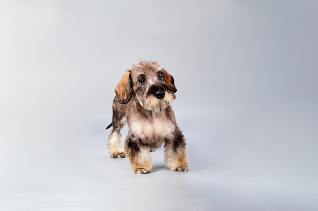 A beautiful dachshund stands quietly and watches what is happening