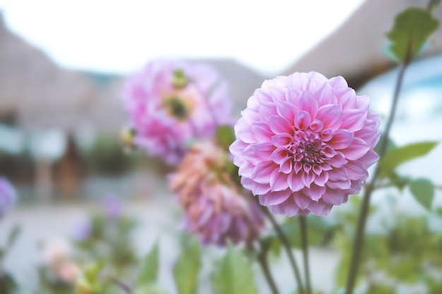 Beautiful Dahlia flower as background picture.