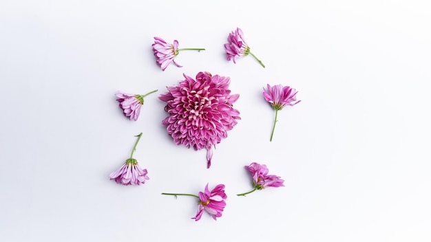 Beautiful dahlia flower flatlay isolated on white background