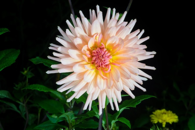 beautiful dahlia flower  isolated on black background with rain drops in garden