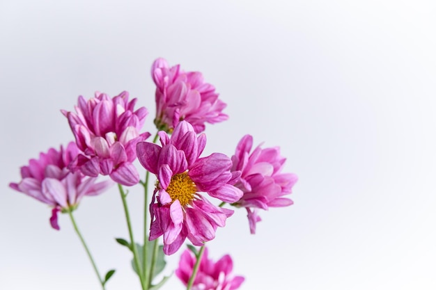 A beautiful dahlia flower isolated on white background