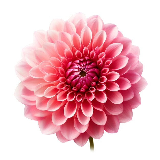 Beautiful Dahlia isolated on white background