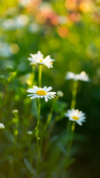 Beautiful daisies in the rays of the summer sun Image with selective focus