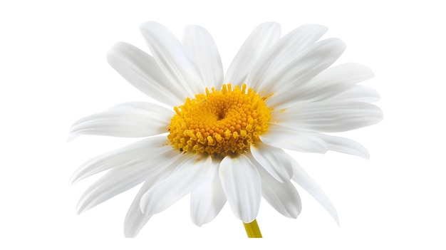 Beautiful daisy blossom isolated on white background Generative AI