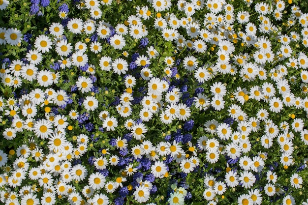 Beautiful daisy flowers as background