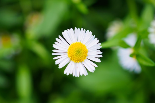 Beautiful daisy flowers field on green meadow