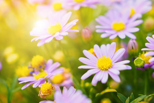 Beautiful daisy flowers on green meadow