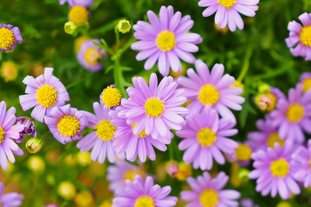 Beautiful daisy flowers on green meadow