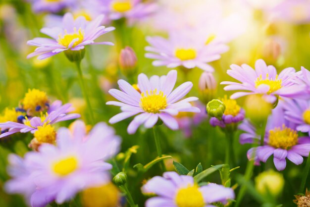 Beautiful daisy flowers on green meadow