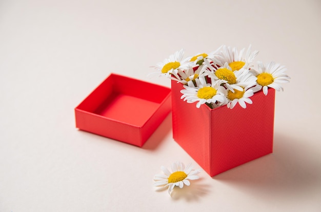 Beautiful daisy flowers in a red present box on a white background. Front view and copy space image