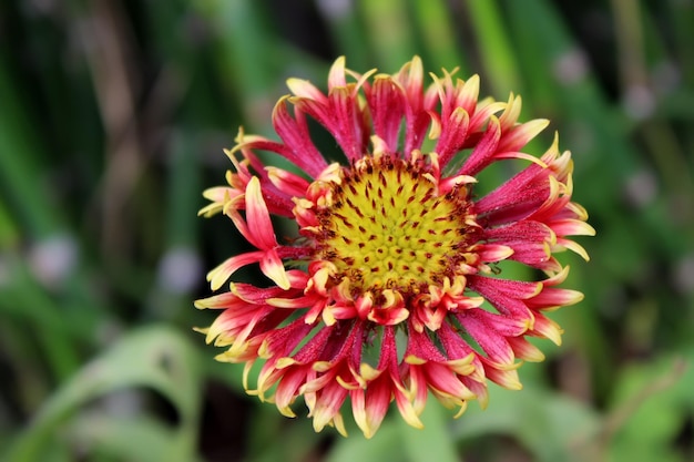 Beautiful Daisy flowers that have started to wither and fall out