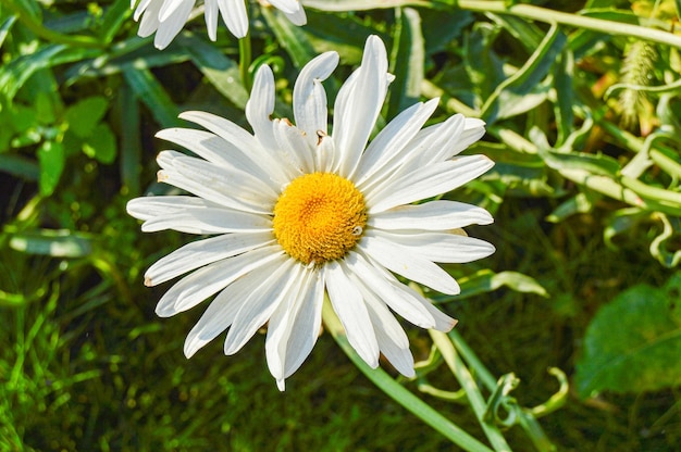 A beautiful daisy wheel in a summer field Closeup of a bright sunny photo of a single daisy flower