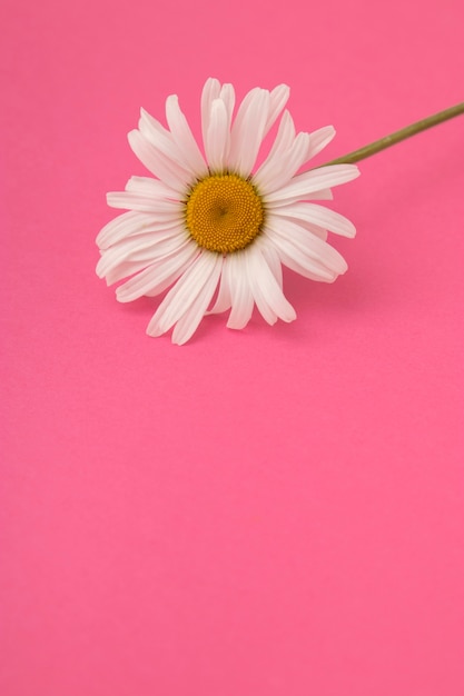 Beautiful daisy with pink background