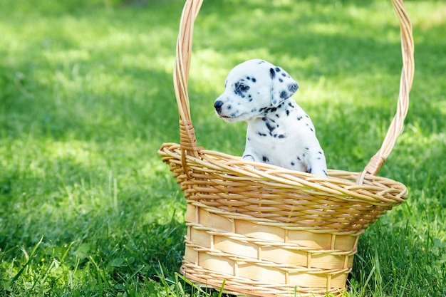 Beautiful dalmatian puppy outdoors in summer sitting in straw basket outside in the park active pets Beloved wellmannered and healthy animals copy space