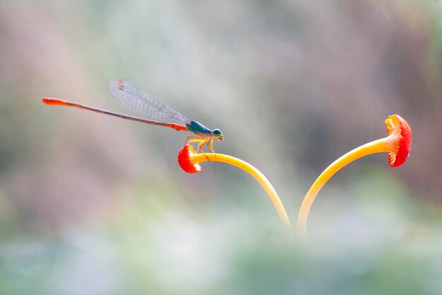 Beautiful Damselflies On Nature Place