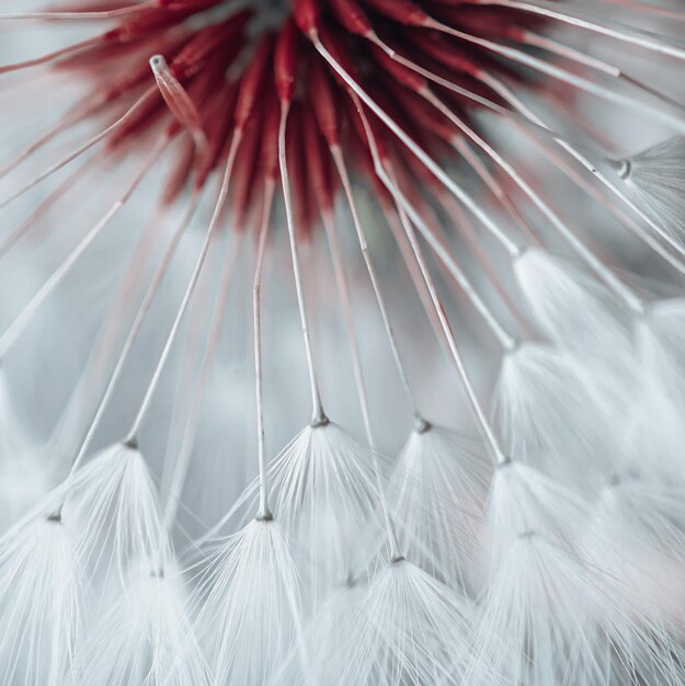 beautiful dandelion flower seed in spring season