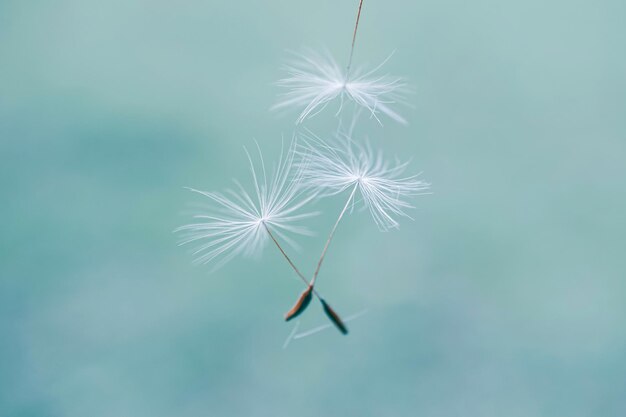 Photo beautiful dandelion flower seed in springtime blue background