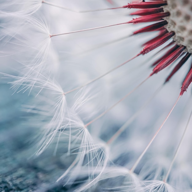 beautiful dandelion flower in springtime, white background