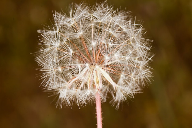 Beautiful dandelion flowers