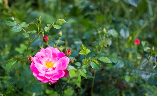 Beautiful dark pink flower Rosehip closeup Blooming bush of Rosehip Medicinal Free space