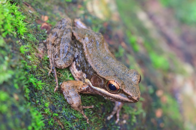 Beautiful Dark-sided Frog in forest