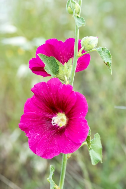 Beautiful decorating hollyhock flowers /Althaea officinalis/ in the garden