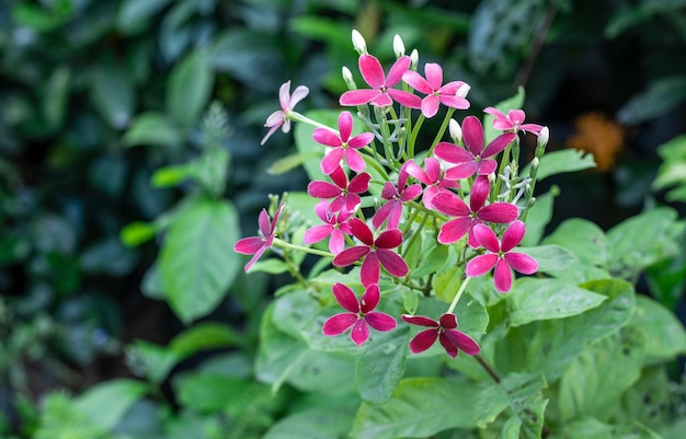 Beautiful decorative pink color flower close up in the garden with copy space