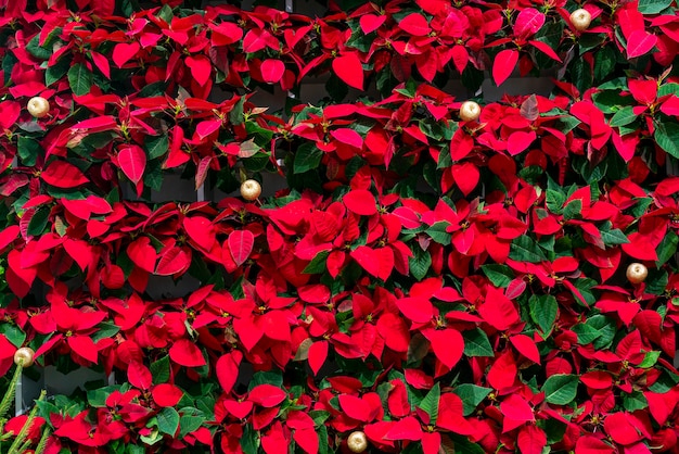 Beautiful decorative red leaves of plants. Natural background.