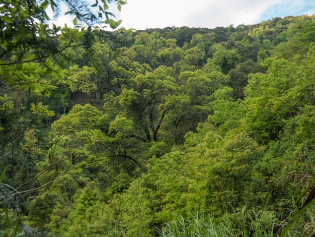 Beautiful deep mountain green forest