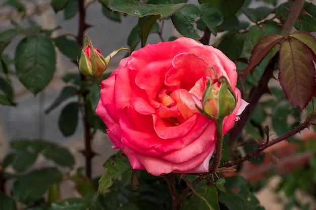 A beautiful deep pink rose growing in a garden