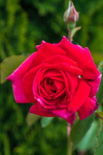 A beautiful deep pink rose growing in a garden