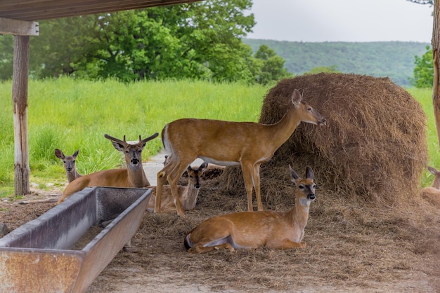 Beautiful deer family with hay on background Wild animals