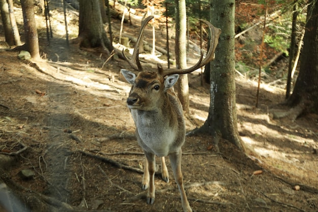 Beautiful deer in park in autumn day