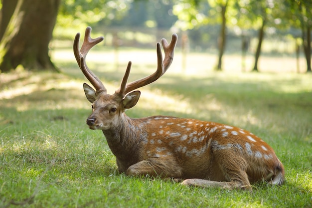 Beautiful deer with horns resting in the zoo