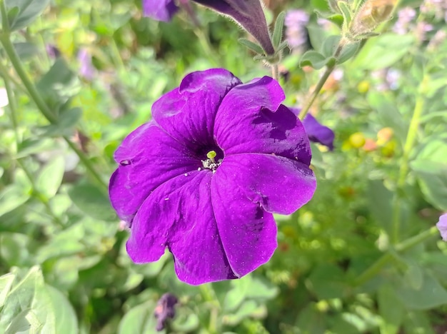 beautiful, delicate, fresh, lilac, bright, flowers, petunias, in the garden, gardening