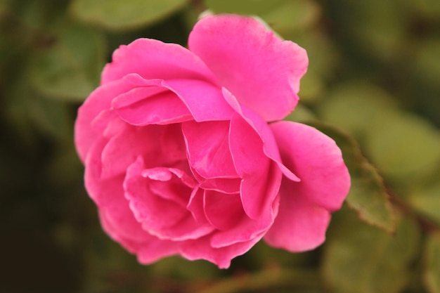 A beautiful delicate pink rose surprises with its beauty and tenderness opening its petals