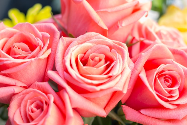 Beautiful delicate rose. pink roses background