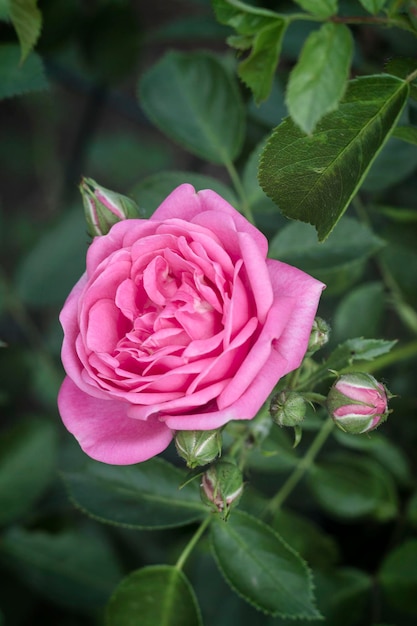 Beautiful delicate spring flower close-up. flowers pink roses.