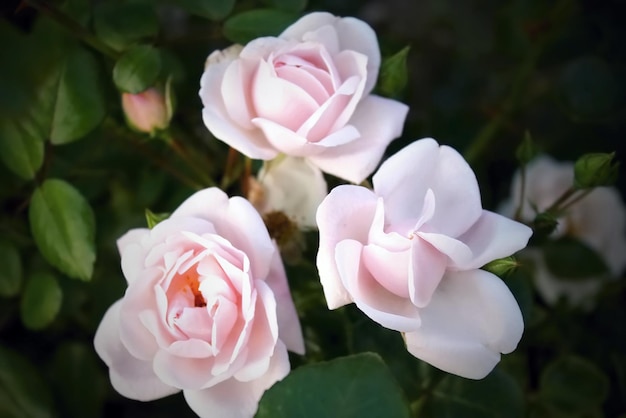 Beautiful delicate spring flower closeup flowers pink roses