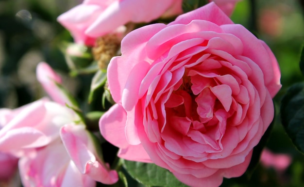 Beautiful delicate spring flower closeup flowers pink roses